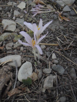 Colchicum-umbrosum.JPG