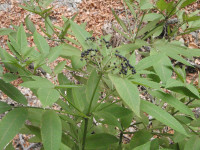 Sambucus-ebulus-(4).JPG