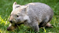443533-wombat.jpg