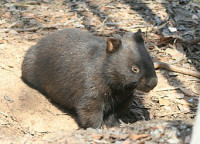 Vombat.jpg