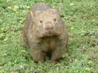 sillywombat.jpg