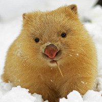 46901-wombats-snow-wombat.jpg