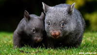 1364799026_863572-wombats.jpg