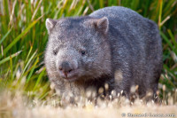 common_wombat.jpg