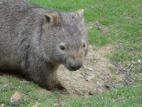 commonwombat-585x438.jpg