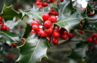 holly-berries.jpg