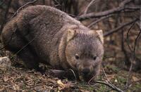 wombat.jpg