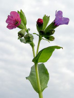 265px-Pulmonaria_obscura_20090512_017.jpg