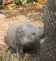 wombat-adaptations-852.jpg