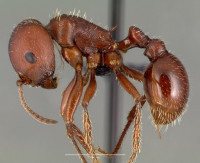 Pogonomyrmex_barbatus.jpg