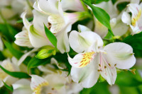 Nature___Flowers_Young_white_lily_089523_.jpg