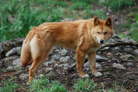 dhole.jpeg