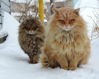 kotiki-tolstie-13935460-R3L8T8D-650-Siberian-Cats_.jpg