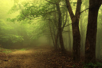 Green_forest_with_fog.jpg