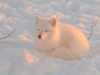 happy-arctic-fox.jpg