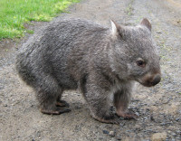 wombat1.jpg