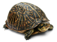 Florida_Box_Turtle_Digon3a.jpg