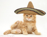 19634-Ginger-Maine-Coon-kitten-with-sombrero-hat-o.jpg