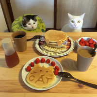 Cats-and-Pancakes.jpeg