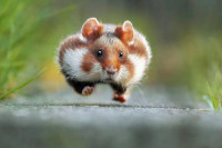 im578x383-Hampster.jpg