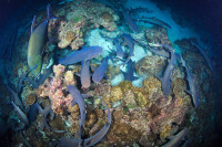 tri001723_whitetips_night_c.jpg