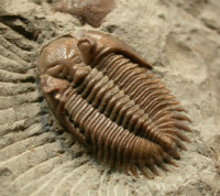 Trilobit-Order-Phacopida.jpg