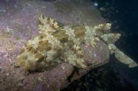 Banded-Wobbegong-050.jpg