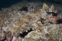 Dwarf-Ornate-Wobbegong-015.jpg