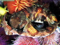 Africa-West-Coast-Puffadder-Shyshark-House-Cat-Siz.jpg