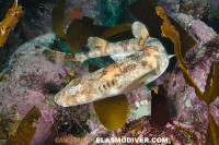 Puffadder_Shyshark_002.jpg