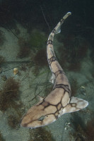 ChainCatshark005.jpg