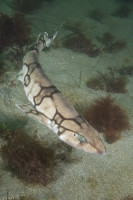 ChainCatshark034.jpg