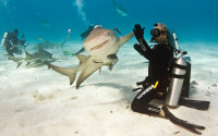 shark-high-five_2172416k.jpg