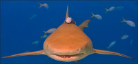 001-Lemon-Shark-Bahamas-May-2008.jpg