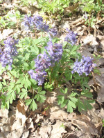 1.-Corydalis-solida.JPG