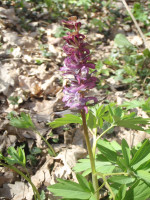 2.-Corydalis-cava.JPG