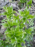 1.-Mercurialis-perennis.JPG