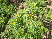 2.-Anemone-Ranunculoides.JPG