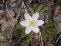 3.-Anemone-nemorosa.JPG