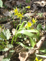 4.-Gagea-lutea.JPG