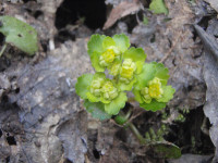 1.-Chrysosplenium-alternifolium.JPG