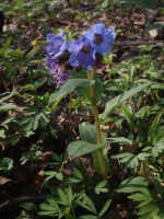 2.-Pulmonaria-obscura-2.JPG