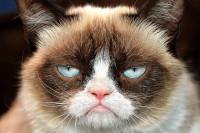 grumpycat.jpg