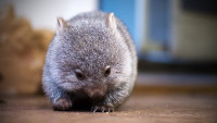 931324-20130827-cute-wombat.jpg