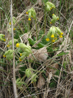 2.-Primula-veris.JPG