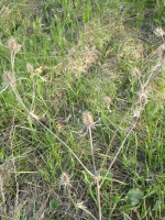 3.-Eryngium-planum.JPG