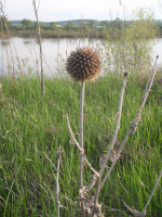 4.-Echinops1.JPG