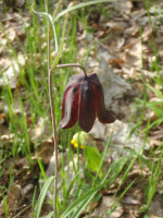 Fritillaria-ruthenica-(1).JPG