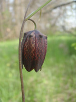 Fritillaria-ruthenica-(3).JPG