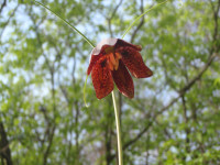 Fritillaria-ruthenica-(6).JPG